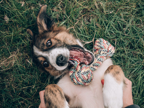Happy dog lying in the grass