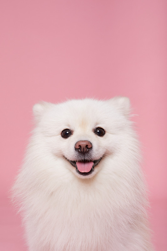Fluffy white Pomeranian smiling against a pink background