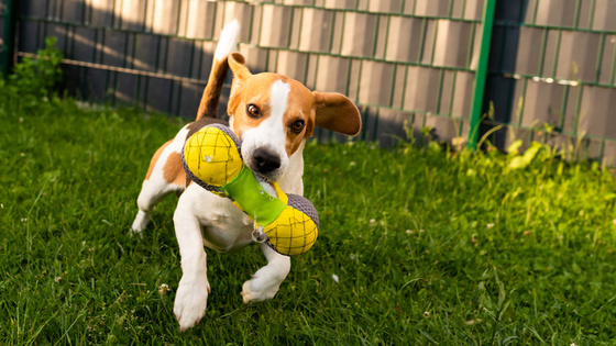 Playful beagle with a tennis ball