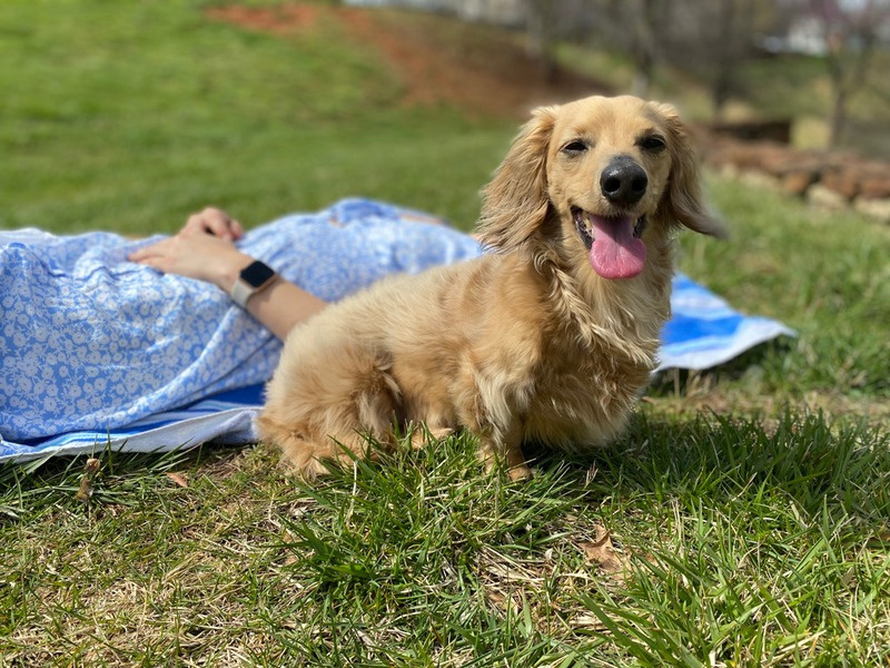 A happy golden dachshund enjoying a clean, grassy yard